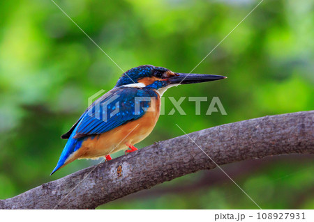 魚を獲るために水中にダイブする瑠璃色の人気者カワセミ 魚を獲るために水中にダイブする瑠璃色の人気者カワセミ 108927931