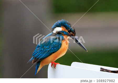 魚を獲るために水中にダイブする瑠璃色の人気者カワセミ 108927982