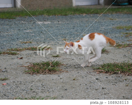 ゴロンゴロンが上手く出来ない茶白の子猫 ゴロンゴロンが上手く出来ない茶白の子猫 108928113