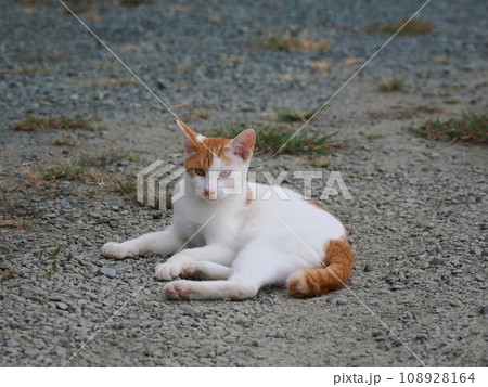 ゴロンゴロンが上手く出来ない茶白の子猫 ゴロンゴロンが上手く出来ない茶白の子猫 108928164