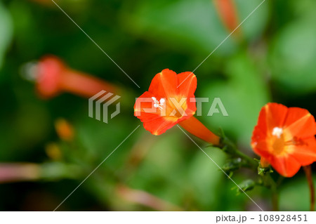 マルバルコウ マルバルコウ 108928451