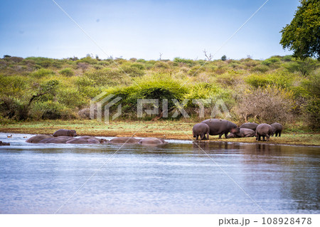 Wild Hippopotamus close ups in Kruger National Park, South Africa 108928478