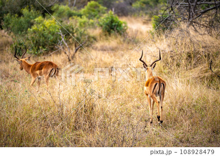 Wild impala close ups in Kruger National Park, South Africa Wild impala close ups in Kruger National Park, South Africa 108928479