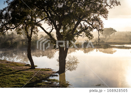 Savannah pond in the morning fog in Kruger National Park, South Africa 108928505
