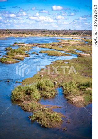 Savannah river in Kruger National Park, South Africa Savannah river in Kruger National Park, South Africa 108928518