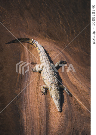 Wild Crocodile close ups in Kruger National Park, South Africa 108928540