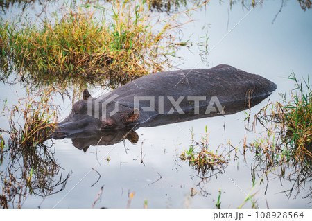 Wild Hippopotamus close ups in Kruger National Park, South Africa 108928564