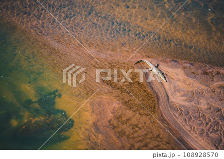 Wild Crocodile close ups in Kruger National Park, South Africa 108928570