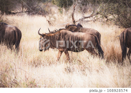 Wild Wildebeest or gnu close ups in Kruger National Park, South Africa 108928574
