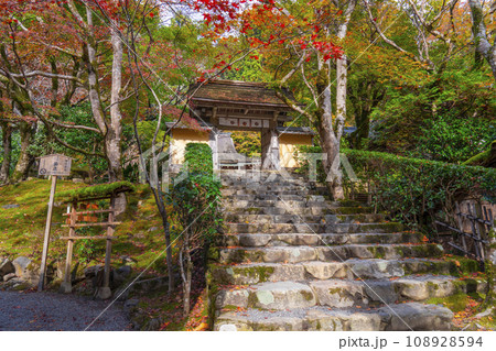 秋の寂光院　紅葉に包まれた山門と石段の参道（京都府京都市左京区大原） 108928594