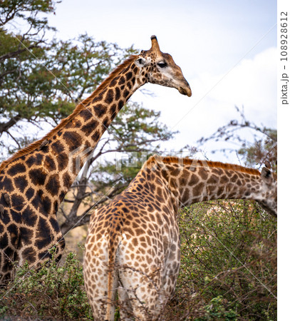Wild Giraffe close ups in Kruger National Park, South Africa 108928612