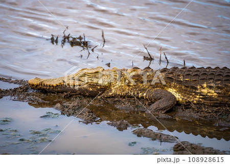 Wild Crocodile close ups in Kruger National Park, South Africa 108928615