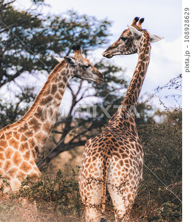 Wild Giraffe close ups in Kruger National Park, South Africa 108928629
