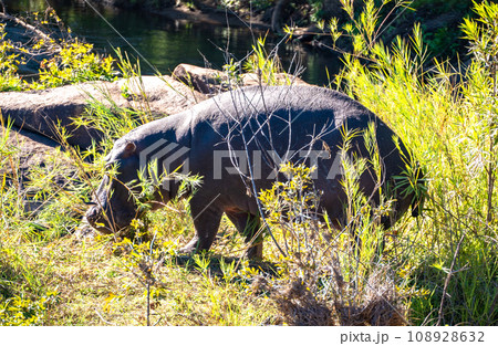 Wild Hippo close ups in Kruger National Park, South Africa Wild Hippo close ups in Kruger National Park, South Africa 108928632