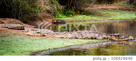 Wild Crocodile close ups in Kruger National Park, South Africa Wild Crocodile close ups in Kruger National Park, South Africa 108928640