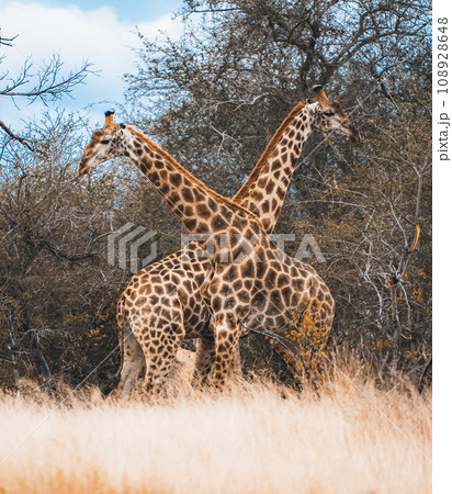 Wild Giraffe close ups in Kruger National Park, South Africa Wild Giraffe close ups in Kruger National Park, South Africa 108928648