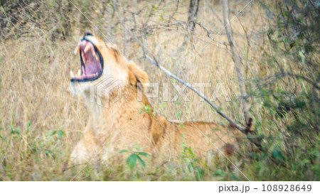 Wild Lion close ups in Kruger National Park, South Africa Wild Lion close ups in Kruger National Park, South Africa 108928649
