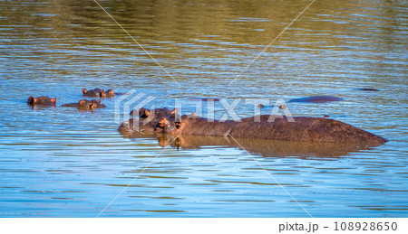Wild Hippopotamus close ups in Kruger National Park, South Africa 108928650
