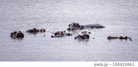 Wild Hippopotamus close ups in Kruger National Park, South Africa Wild Hippopotamus close ups in Kruger National Park, South Africa 108928661