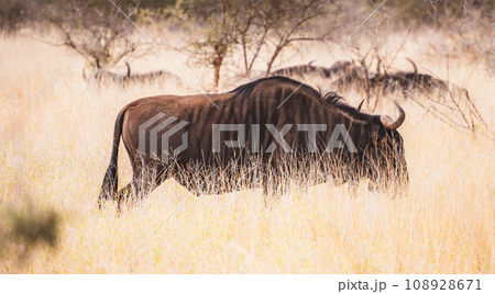 Wild Wildebeest or gnu close ups in Kruger National Park, South Africa 108928671