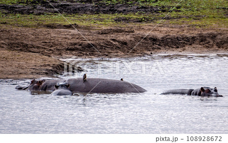 Wild Hippopotamus close ups in Kruger National Park, South Africa Wild Hippopotamus close ups in Kruger National Park, South Africa 108928672
