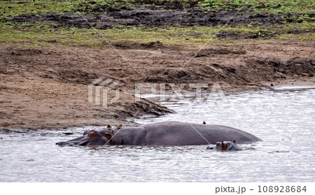 Wild Hippopotamus close ups in Kruger National Park, South Africa 108928684