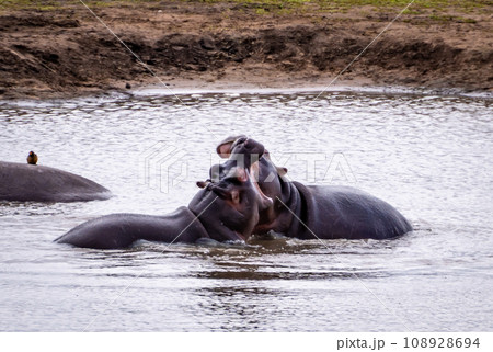 Wild Hippo close ups in Kruger National Park, South Africa Wild Hippo close ups in Kruger National Park, South Africa 108928694