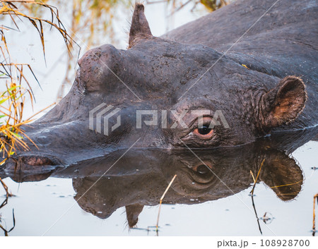 Wild Hippopotamus close ups in Kruger National Park, South Africa 108928700