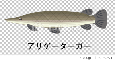 Illustration of alligator ger 108929294