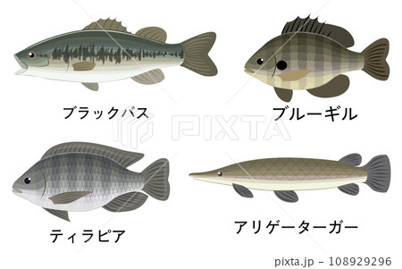 外来魚のまとめイラスト 108929296