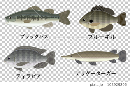 外来魚のまとめイラスト 108929296