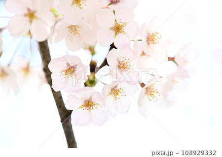 満開の桜の花のクローズアップ撮影 満開の桜の花のクローズアップ撮影 108929332