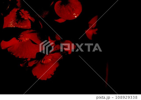 黒背景に引き立つ赤い花 黒背景に引き立つ赤い花 108929338