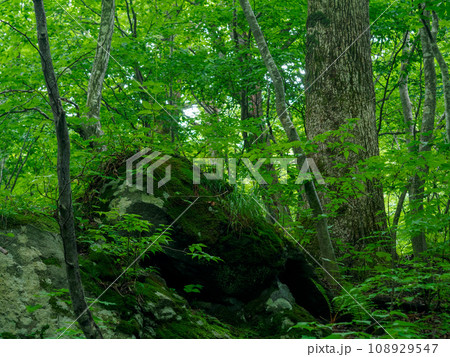 森の中の苔生した岩 森の中の苔生した岩 108929547