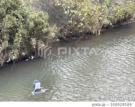 水辺から飛ぼ立つアオサギ 108929589