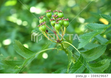 樹木:オオミサンザシ バラ科 樹木:オオミサンザシ バラ科 108929687