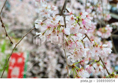京都 紫雲山頂法寺 六角堂の美しい枝垂れ桜（京都市中京区） 108930054