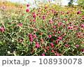 雑草の中に強く咲くセンニチコウ 108930078