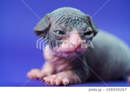 Sphynx Cat of blue and white two weeks old lies on blue background. Little male kitty ready to cry Sphynx Cat of blue and white two weeks old lies on blue background. Little male kitty ready to cry 108930267