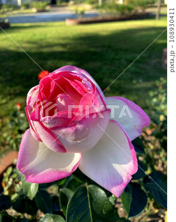 公園を望む覆輪のバラ 108930411