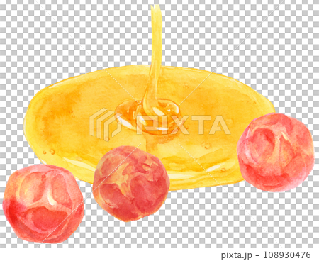 はちみつ梅の水彩イラスト はちみつ梅の水彩イラスト 108930476