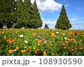 色鮮やかコスモス青い空・風車小屋とヒマラヤスギ 108930590