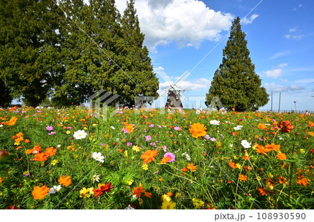 色鮮やかコスモス青い空・風車小屋とヒマラヤスギ 108930590