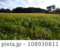 畑一杯に咲くコスモスたち 108930811