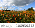 青い空の下、見事に満開のコスモスたち 108930812