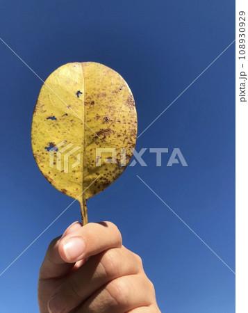 黄色落ち葉を青空にかざす 黄色落ち葉を青空にかざす 108930929