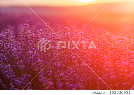 Blooming lavender in a field at sunset in Provence. Fantastic summer mood, floral sunset landscape of meadow lavender flowers. Peaceful bright and relaxing nature scenery. 108930951