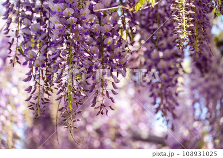 Blooming Wisteria Sinensis with scented classic purple flowersin full bloom in hanging racemes closeup. Garden with wisteria in spring Blooming Wisteria Sinensis with scented classic purple flowersin full bloom in hanging racemes closeup. Garden with wisteria in spring 108931025