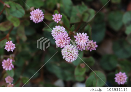 秋の庭に咲くピンク色の小さなヒメツルソバの花 108931113