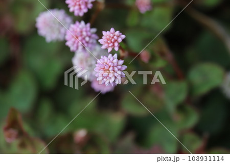 秋の庭に咲くピンク色の小さなヒメツルソバの花 秋の庭に咲くピンク色の小さなヒメツルソバの花 108931114